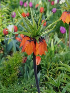 Fritillaria aurora.jpg